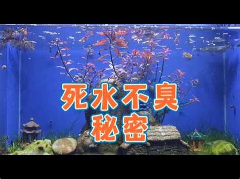 死水養魚